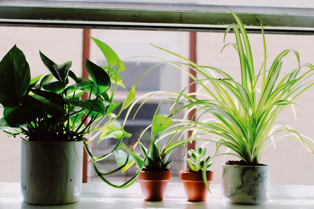 Lush indoor plant collection in bright room