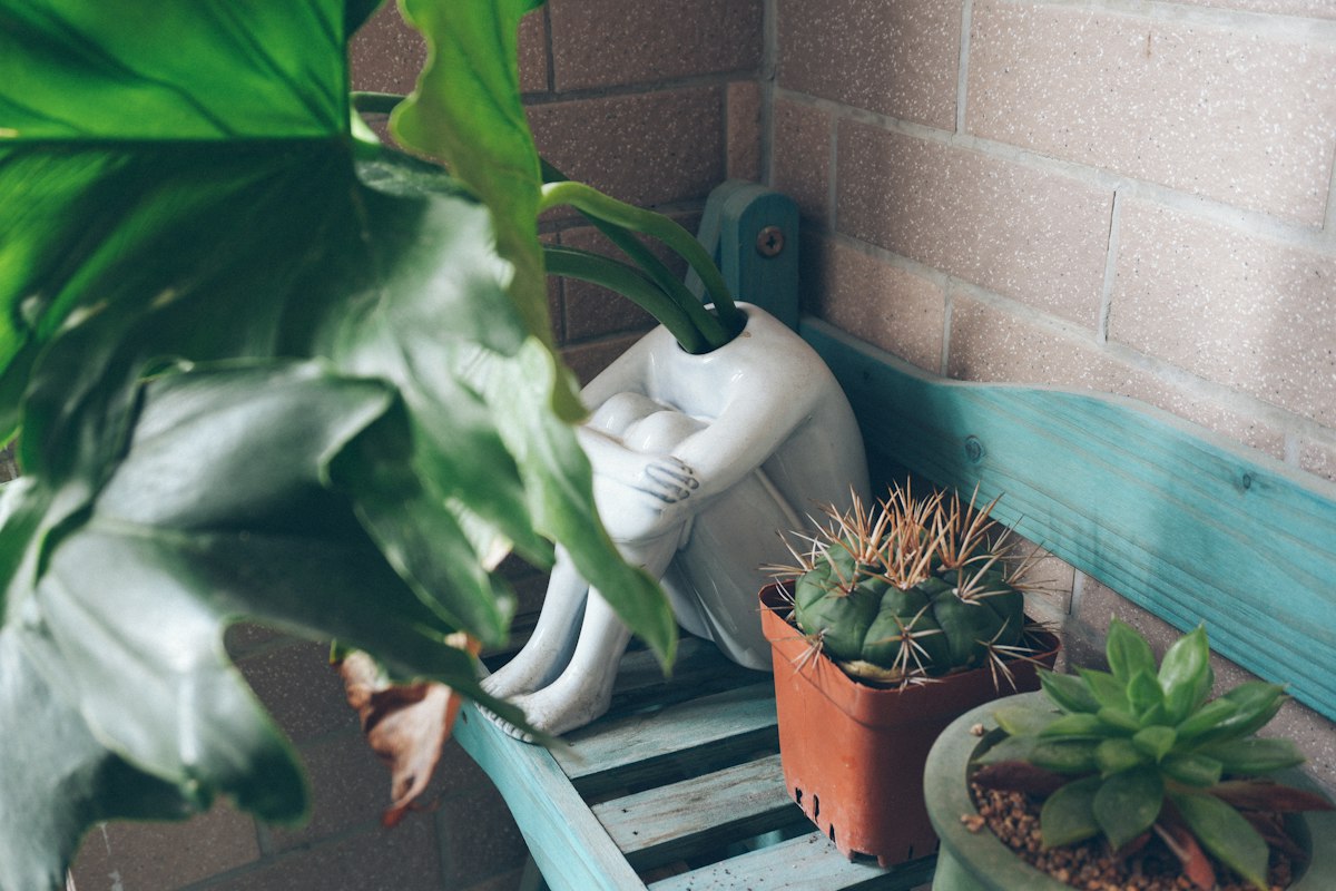 Pothos trailing vine with heart-shaped leaves