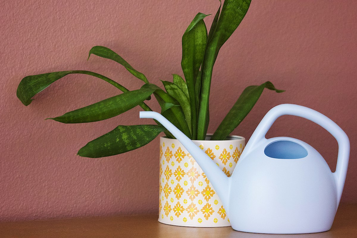 Philodendron with climbing vine and heart-shaped leaves