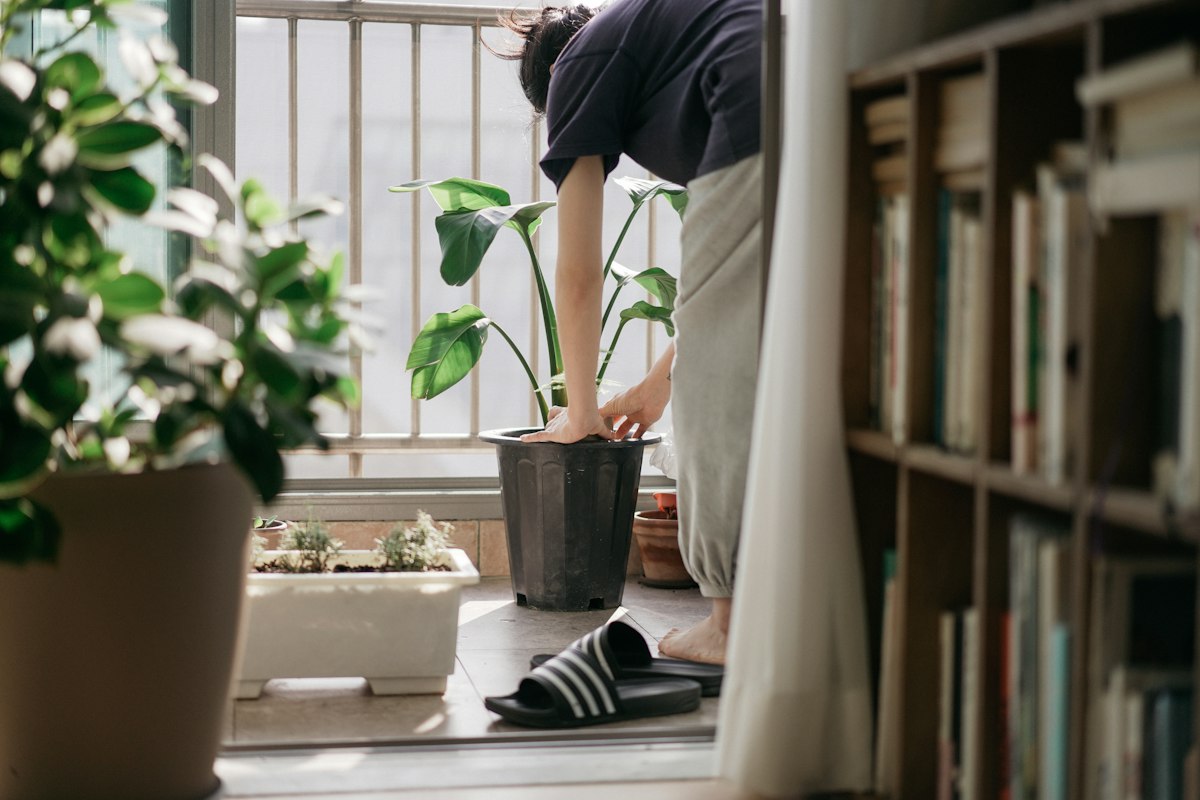 Plant before and after seasonal care improvement