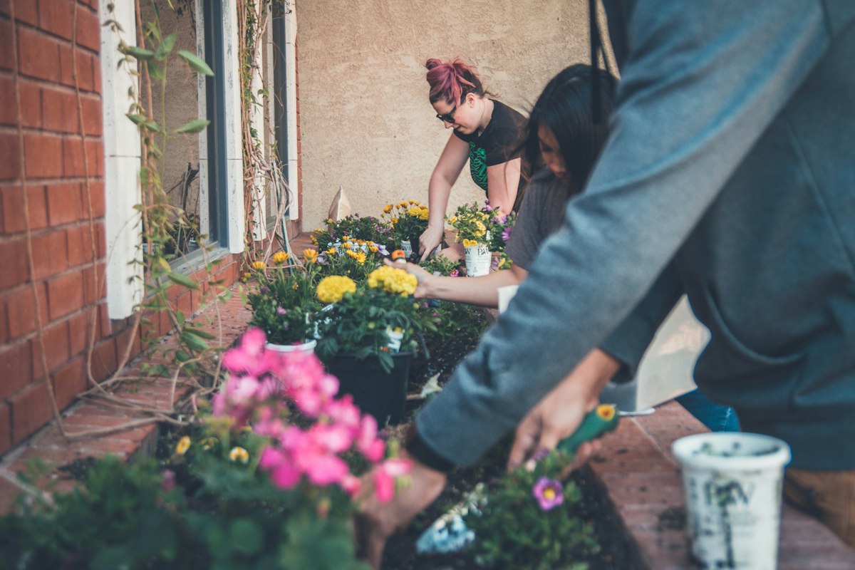 Indoor plant collection success with seasonal planning